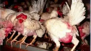 The Matrix vs Factory Farming
