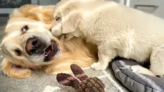 Golden Retriever Attacked by Golden Retriever Puppy