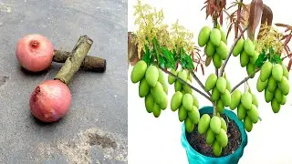 USEFUL PROPAGATION METHOD simple propagation of mango and guava trees, stimulating strong growth