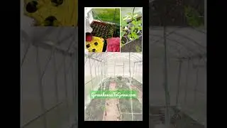 Durable and Reliable - Maintenance free Greenhouses #garden #minigreenhouse #greenhouses #gardening