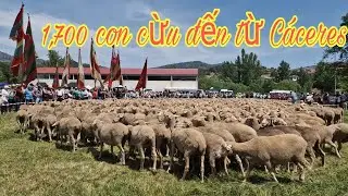Lễ hội chăn thả cừu ở Prioro Le&oacute;n#Đ&agrave;n cừu đi bộ 600 km từ C&aacute;ceres đến v&ugrave;ng n&uacute;i Le&oacute;n để ăn cỏ.