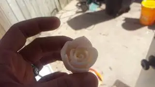 Color changing Rose