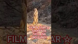 ЗНАМЕНИТАЯ КИНОЗВЕЗДА #SPERANZA #ZUCCHINA #UNGULUNGU #SperanzaZucchinaUngulunguMeerkat #Meerkat #...