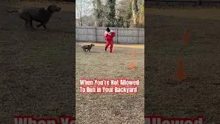 Piper won&rsquo;t let me jog in the yard without a squabble #squabbleup #kendricklamar #kendrick #jogging