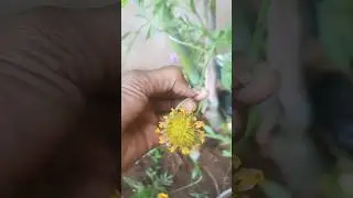 🌱Gaillardia/Blanket Flower Plant Care🌼👍🥰| #summer floweringpla ...