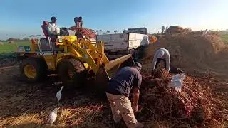 ربنا يعوض على الفلاح شوف البصل حصل فيه ايه 
