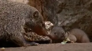 First Day Outside | Banded Brothers (The Mongoose Mob) | BBC Earth