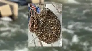 New invasive species discovered in the Central Valley