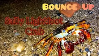 Sally Lightfoot Crab (Grapsus grapsus) #trinidadandtobago #wildlife #animals #crabs