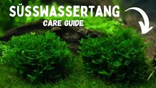 Süsswassertang Care: The Complete Guide You Need