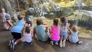 Adventures at the Zoo!