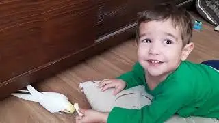 Dando biscoito para o Az qdo eu era pequeno  #calopsita #calopsitasmansa 