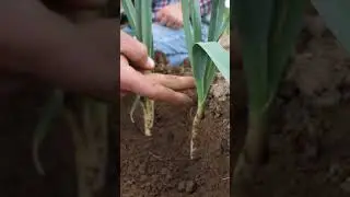Maraichage Bio &agrave; la Ferme de Prad Kazeg