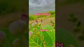 Mehir Graphics | Do Subscribe I Best Graphics
