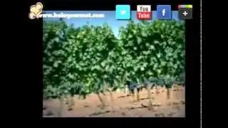 Spanish Wine Production - Vinery of Roberto Verino
