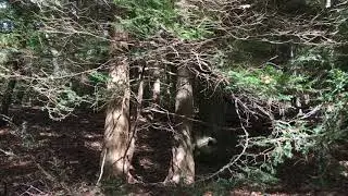 Michigan DNR invasive species expert explains Eastern hemlock tree infestation