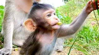 Cute action of little girl Lizza, Very adorable baby monkey