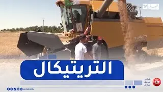الوادي: التريتيكال ..  خيار جديد يجمع بين مردودية الإنتاج و الحفاظ على خصائص التربة