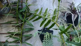 Orqu&iacute;dea Arachnis flos-aeris