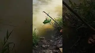 Mancing ikan nila, ikan mujair, ikan nilem #mancingdisungai #mancingdibendungan #mancingdibali