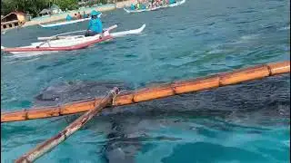 Close up view of whale shark on the Oslob whale shark sanctuary @cebu