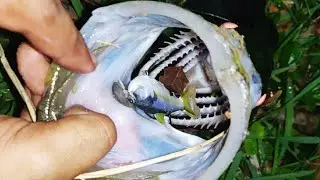 Catching Monster Snook at Night with Live Target Sardine !! (No Live Bait Needed)