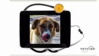 Dogs That Lick Excessively