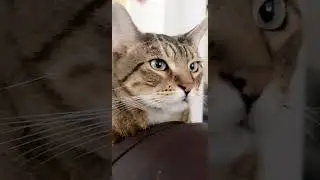 Meet our pet Theo 🐈