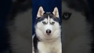 husky dog 🐕🐶🐶🐕 Dog