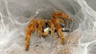 P. Murinus Feeding Video