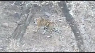 Ranthambore safari DM for book your safari
