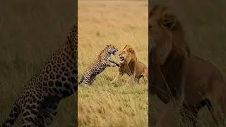 Lion vs Jaguar &ndash; Who Is The Real King of Jungle? | Sher vs Jaguar Full Fight Analysis in Hindi