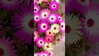 Mesembryanthemum Ice Flower plant Beautiful Flowers #shorts