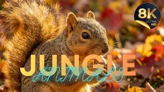 8K Wildlife Experience &ndash; Wild Animals in Their Natural Habitat