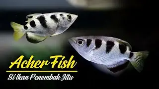 CARA MEMELIHARA IKAN SUMPIT DI AQUARIUM (ARCHER FISH)