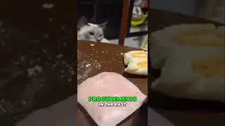 Pets and Humans: Hilarious Mishaps!