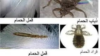 كيفية التخلص من الحشرات نهائياً وما هو مبيد الحشرات الأمن. أحمد أبو هاجر