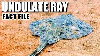 Undulate Ray&nbsp;Facts: the Undulate&nbsp;SKATE 🌊 Animal Fact Files
