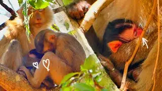 Good sister monkey SACKY take care her sister newborn baby monkey of mom SASHA not go far.