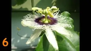 passion fruit time lapse from bud to fruit