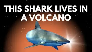 Ep. 310 ► How and Why Does the Silky Shark Live in a Volcano?