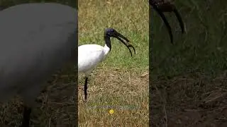 Hard Beetle To Swallow | Black-headed Ibis & Water Beetle