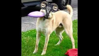 Tiny Doll beats funny goat man with her toy frisbee