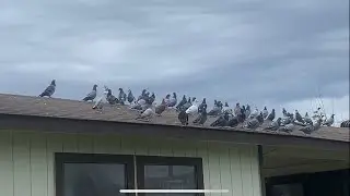 Dos Amigos loft update on our breeding program with the best racing pigeons