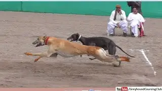Desire for Victory A Thrilling Greyhound Drag race | Wait for end