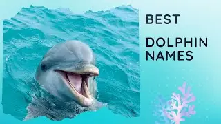 30 Best Dolphin Names 🐬 (Girl, Boy, Cute, Funny, Famous)