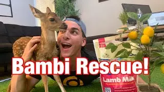 We Rescued a Baby Deer! | How To Bottle Feed A Baby Deer Fawn | Creature Feature: Axis Fawn
