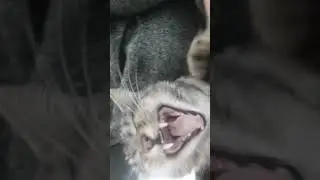 #cat #catslive #cute #wintermonate #bengal #funny