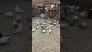 Live highlight