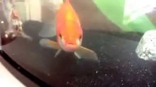 Close up of fish breathing / hunger fish